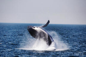 Humpback Whale